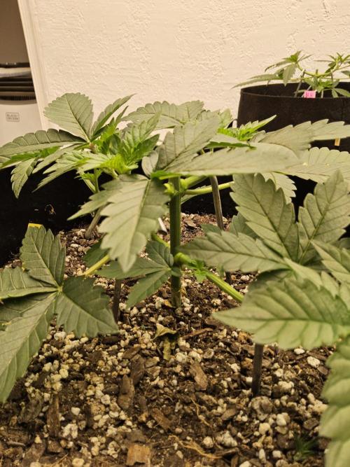 Mexican Sativa. Week 3