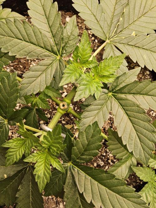 Mexican Sativa. Week 3