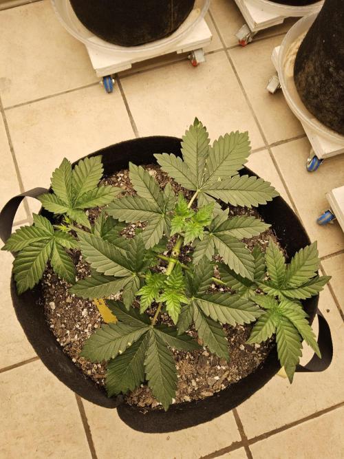 Mexican Sativa. Week 3