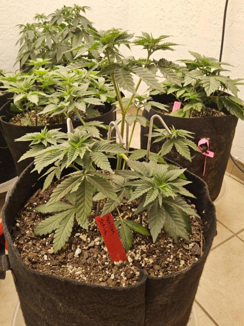 Mexican Sativa. Week 4