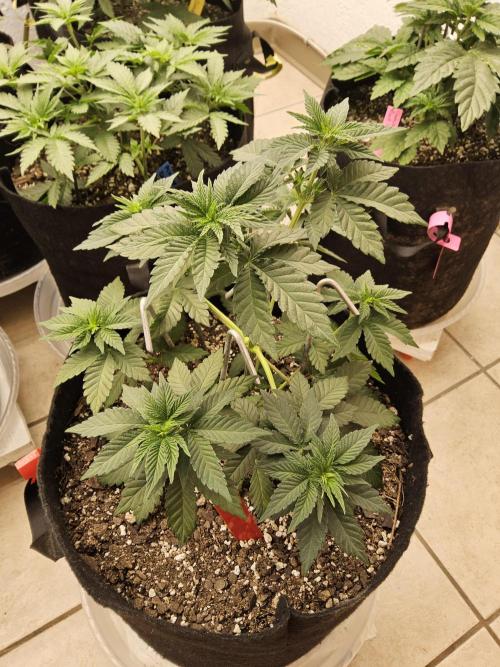 Mexican Sativa. Week 4