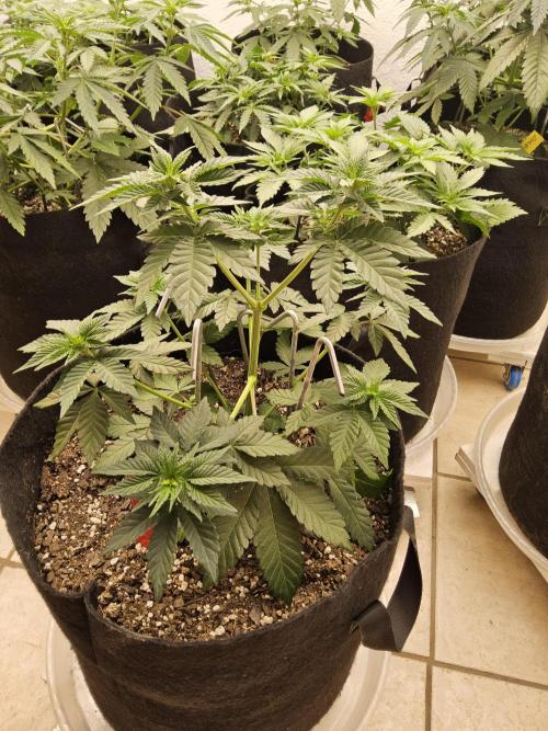 Mexican Sativa. Week 4