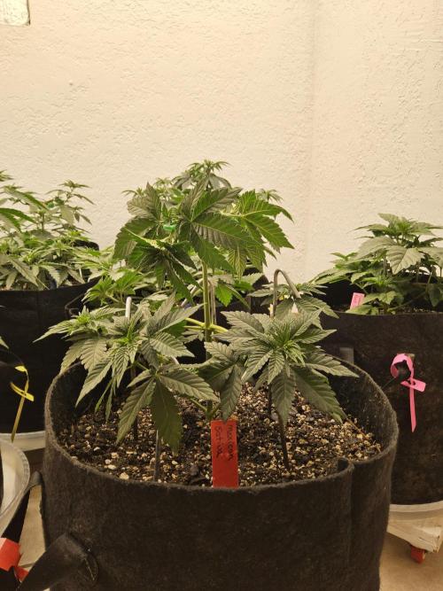 Mexican Sativa. Week 4