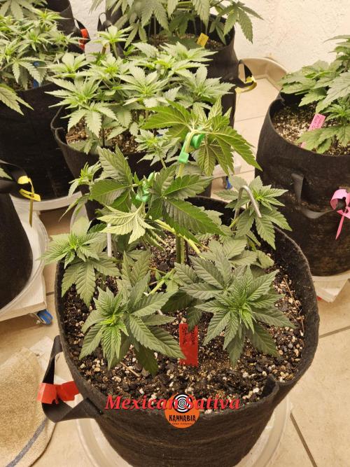 Mexican Sativa. Week 4