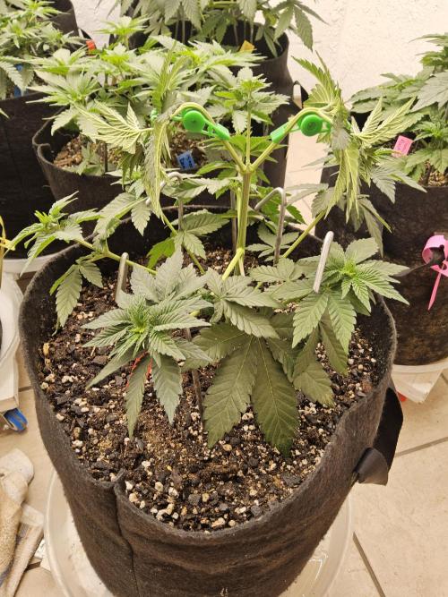 Mexican Sativa. Week 4
