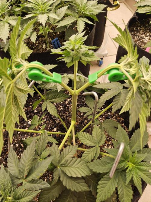 Mexican Sativa. Week 4