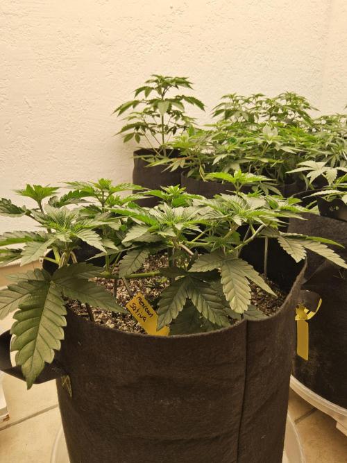 Mexican Sativa. Week 4