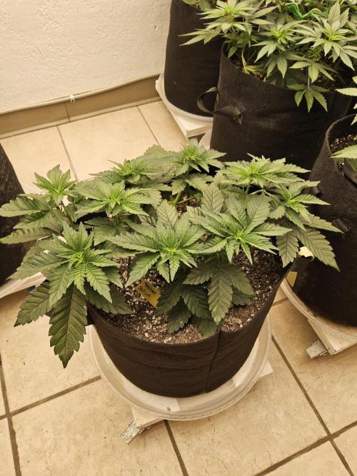 Mexican Sativa. Week 4