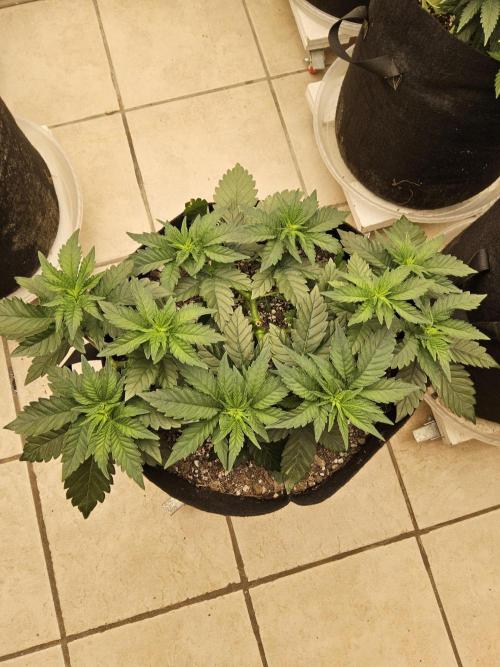 Mexican Sativa. Week 4