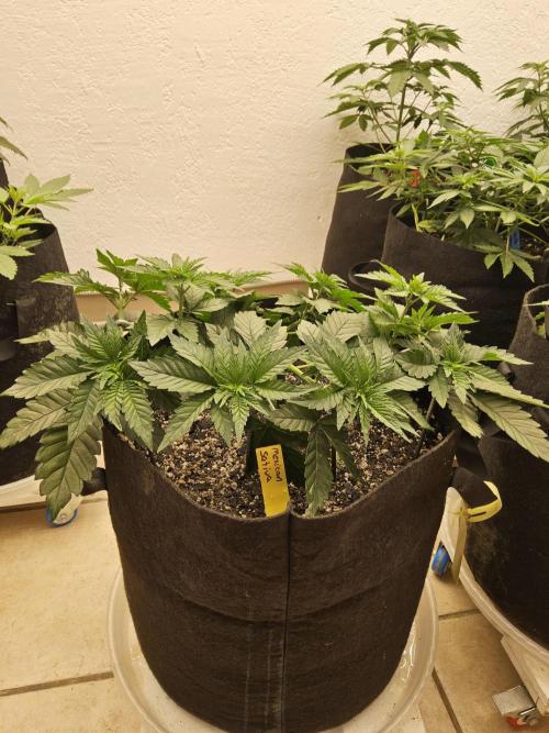 Mexican Sativa. Week 4