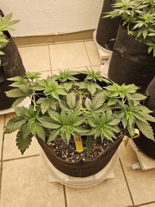 Mexican Sativa. Week 4