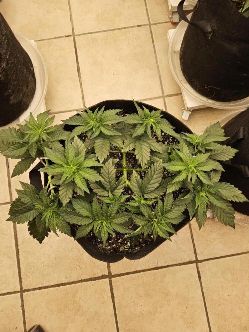 Mexican Sativa. Week 4