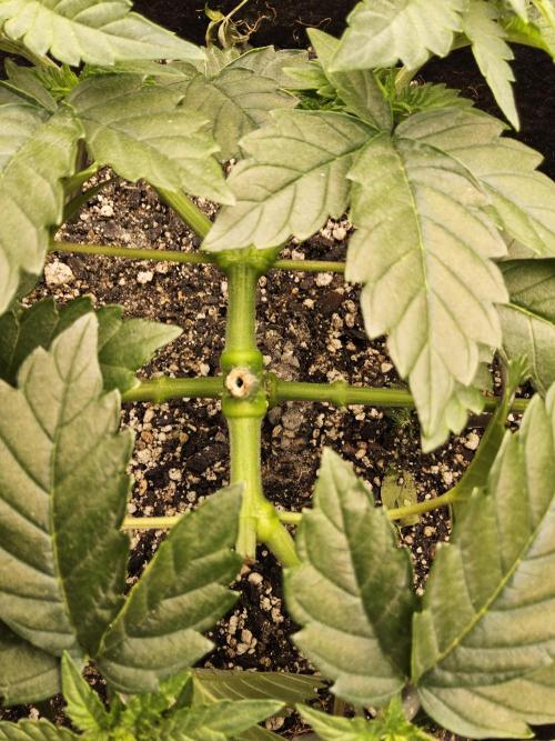 Mexican Sativa. Week 4