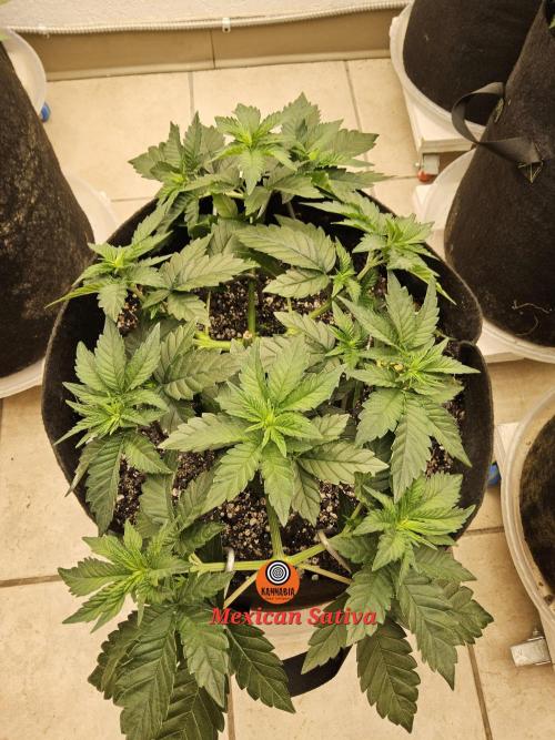 Mexican Sativa. Week 4