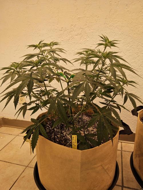 Amnesia go fast. Week 4