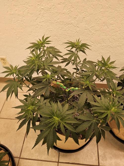 Amnesia go fast. Week 4