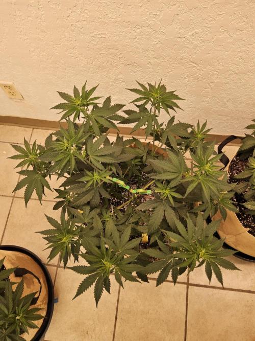 Amnesia go fast. Week 4