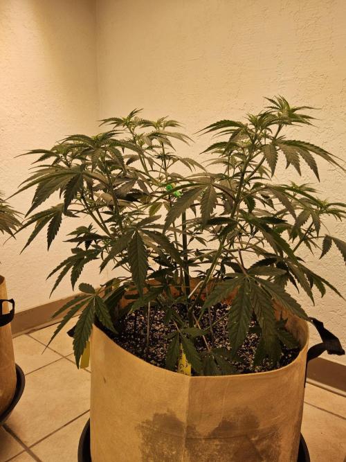 Amnesia go fast. Week 4