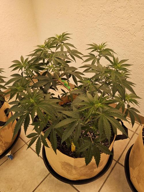 Amnesia go fast. Week 4