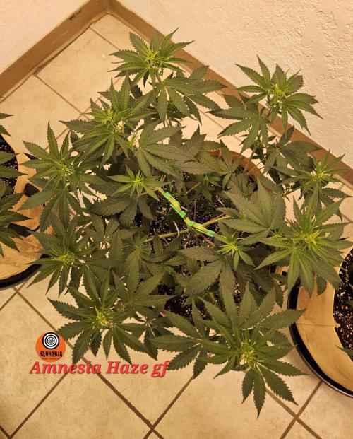 Amnesia go fast. Week 4