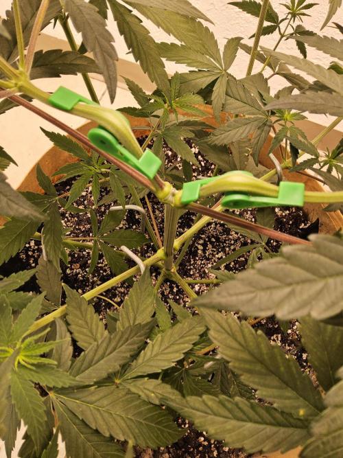 Amnesia go fast. Week 4