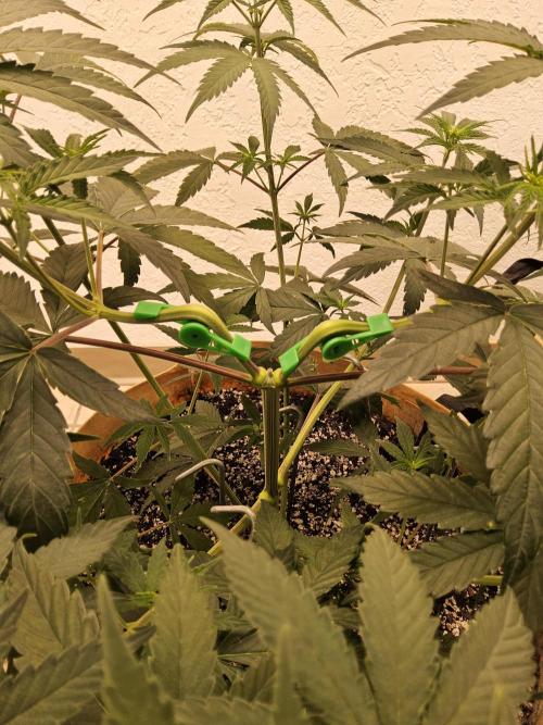 Amnesia go fast. Week 4