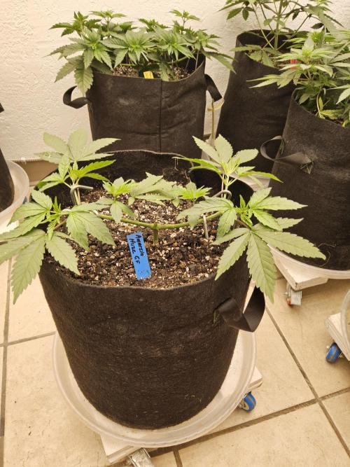 Amnesia go fast. Week 4