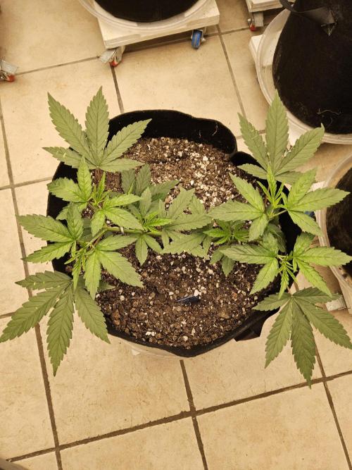 Amnesia go fast. Week 4