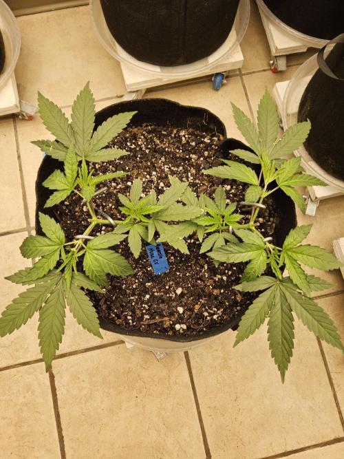 Amnesia go fast. Week 4