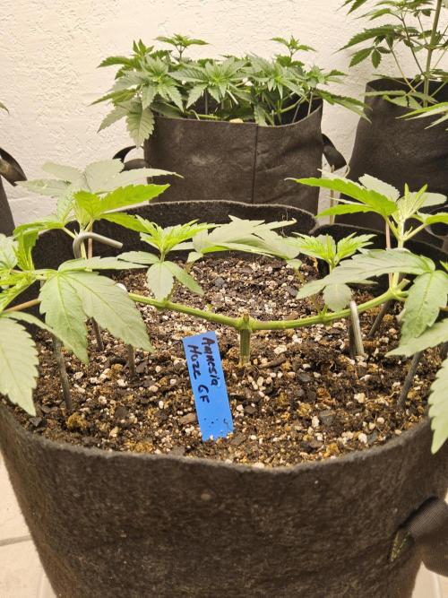 Amnesia go fast. Week 4