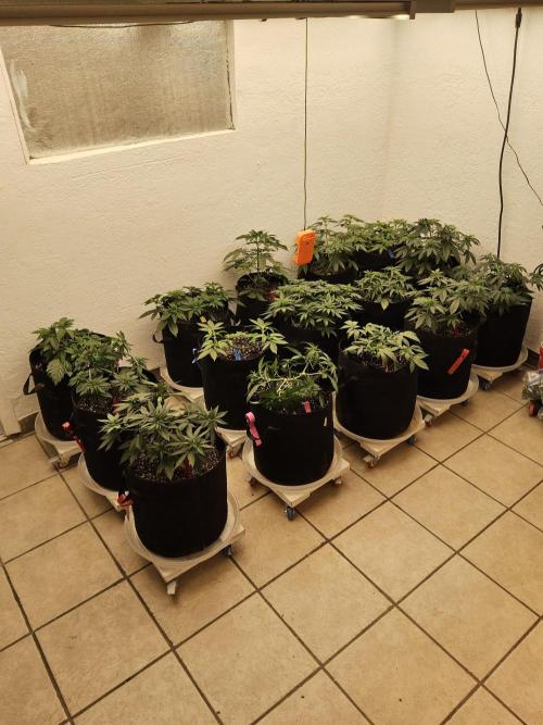 Amnesia go fast. Week 4