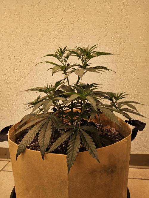 Bubba Seedsman. Week 4