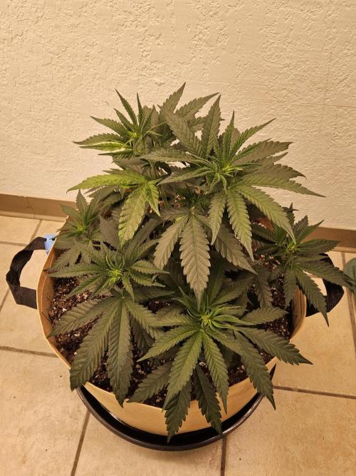 Bubba Seedsman. Week 4