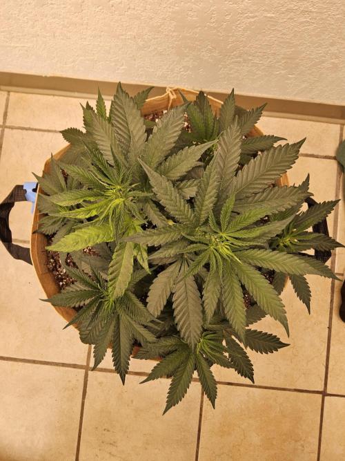 Bubba Seedsman. Week 4
