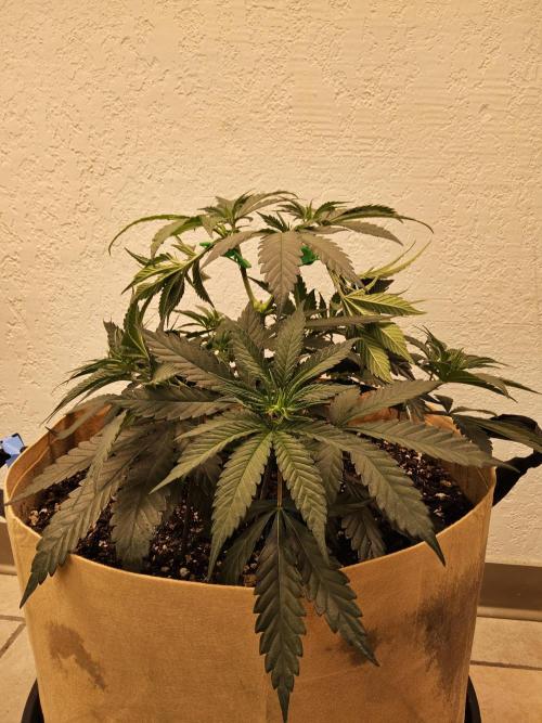 Bubba Seedsman. Week 4
