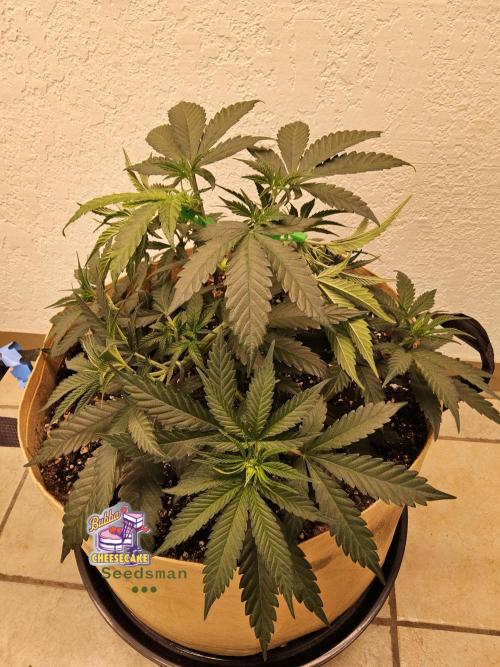 Bubba Seedsman. Week 4