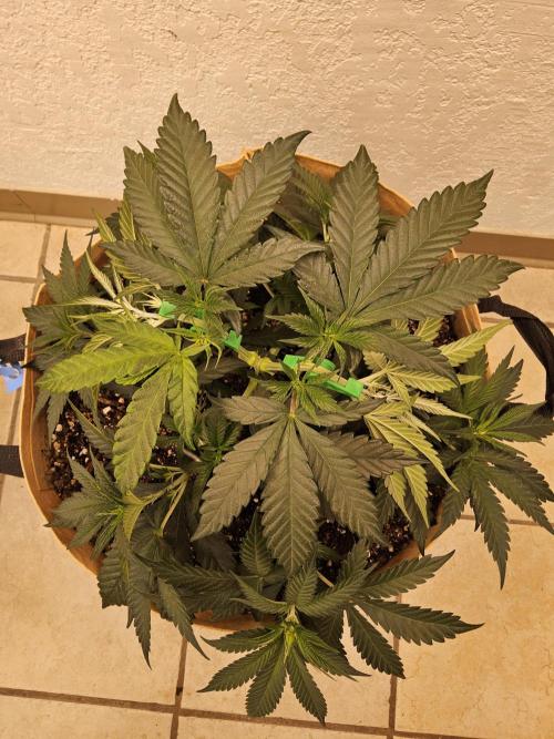 Bubba Seedsman. Week 4
