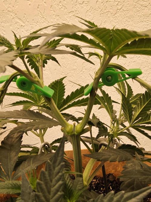 Bubba Seedsman. Week 4