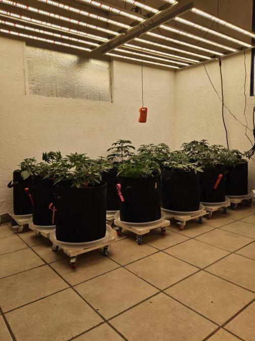 Bubba Seedsman. Week 4