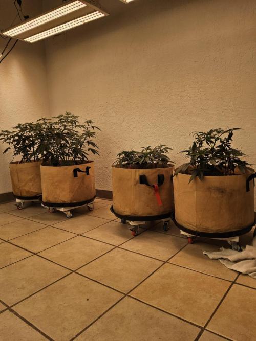 Bubba Seedsman. Week 4