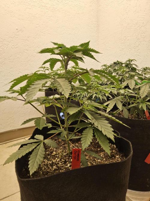 Regrow of Cheesus. Week 4