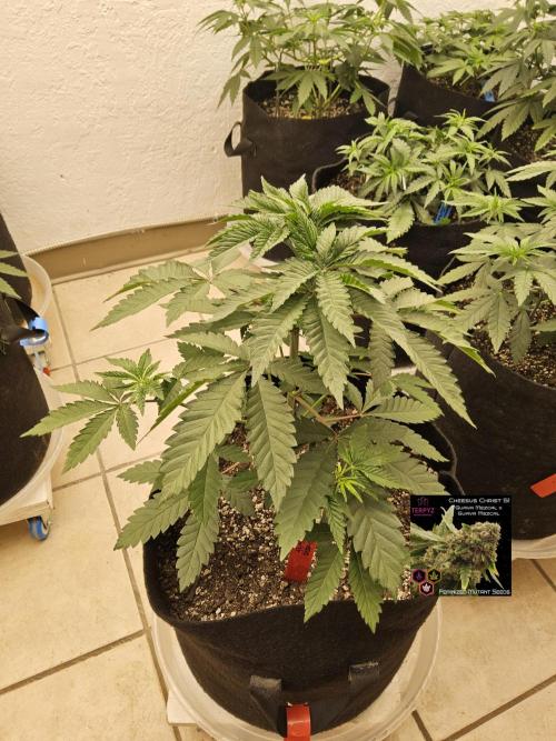 Regrow of Cheesus. Week 4