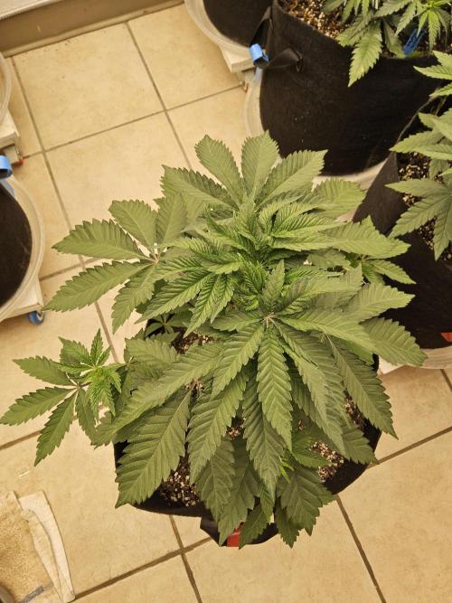 Regrow of Cheesus. Week 4