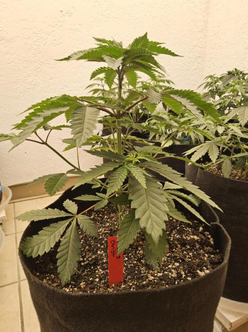 Regrow of Cheesus. Week 4