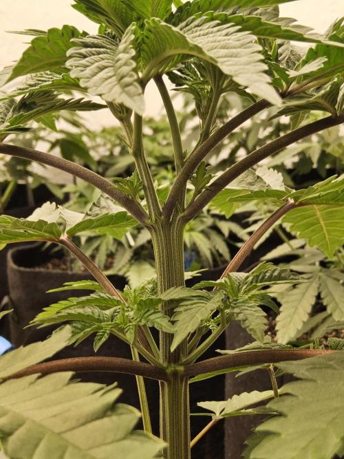 Regrow of Cheesus. Week 4