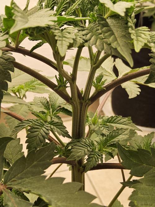 Regrow of Cheesus. Week 4