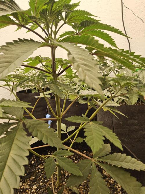 Regrow of Cheesus. Week 4