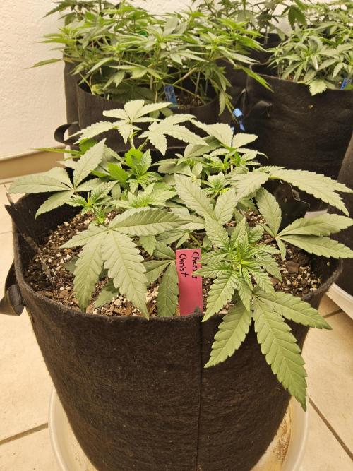 Regrow of Cheesus. Week 4