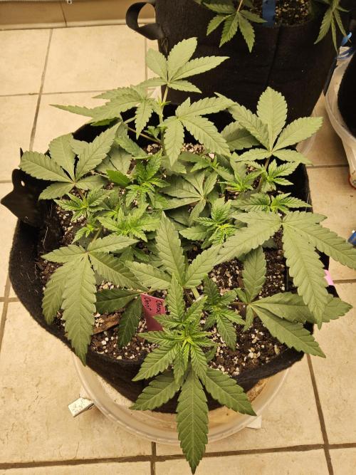Regrow of Cheesus. Week 4