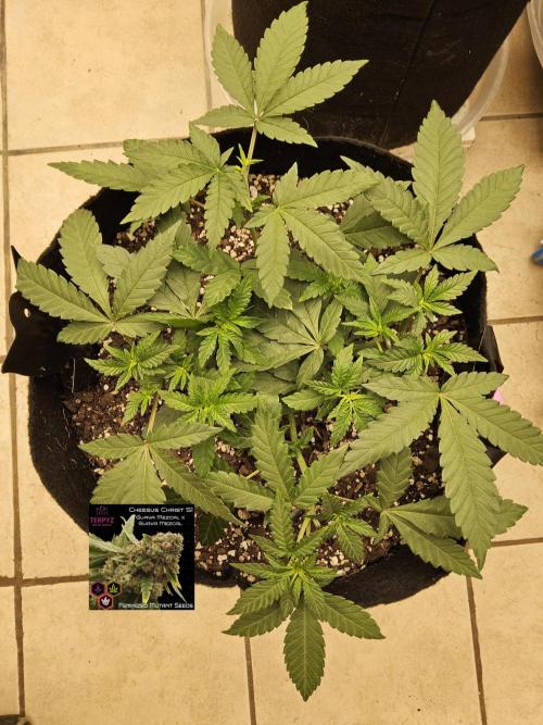 Regrow of Cheesus. Week 4
